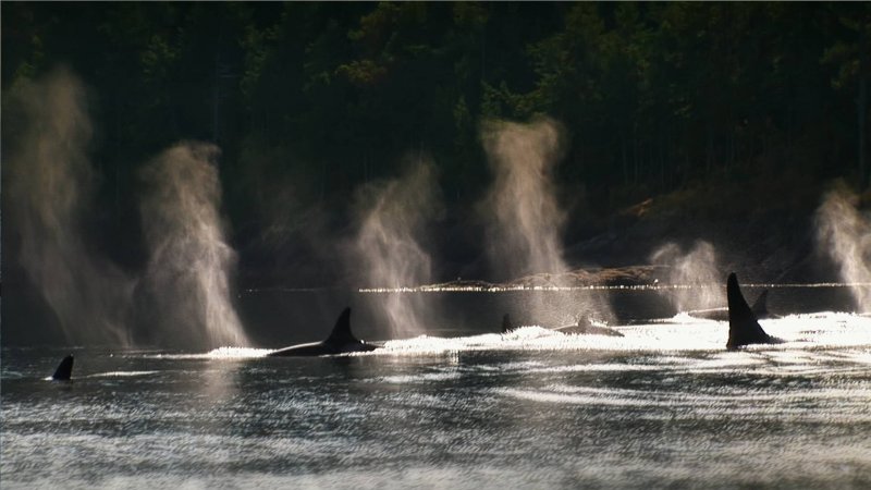 Blackfish_Dogwoof_Documentary_9_800_450_85.jpg