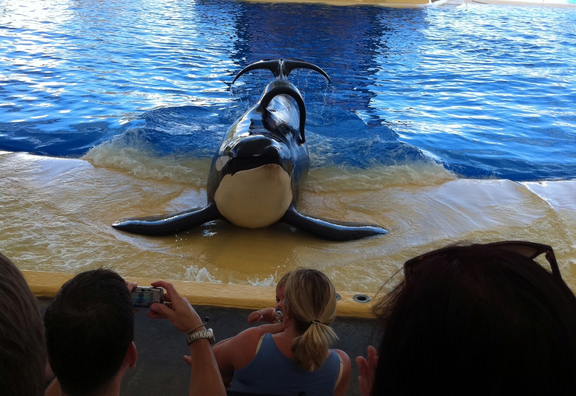 Blackfish Dogwoof Documentary 10.jpg