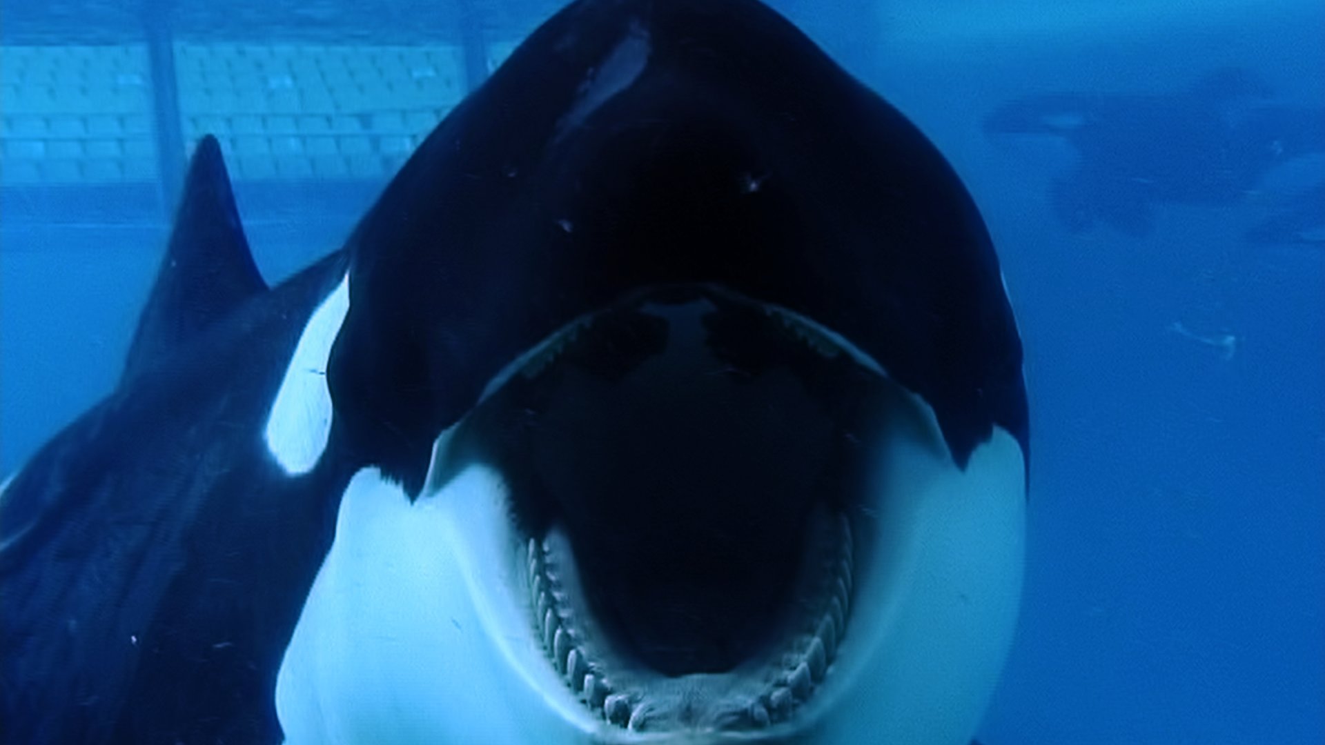 blackfish_12.jpg