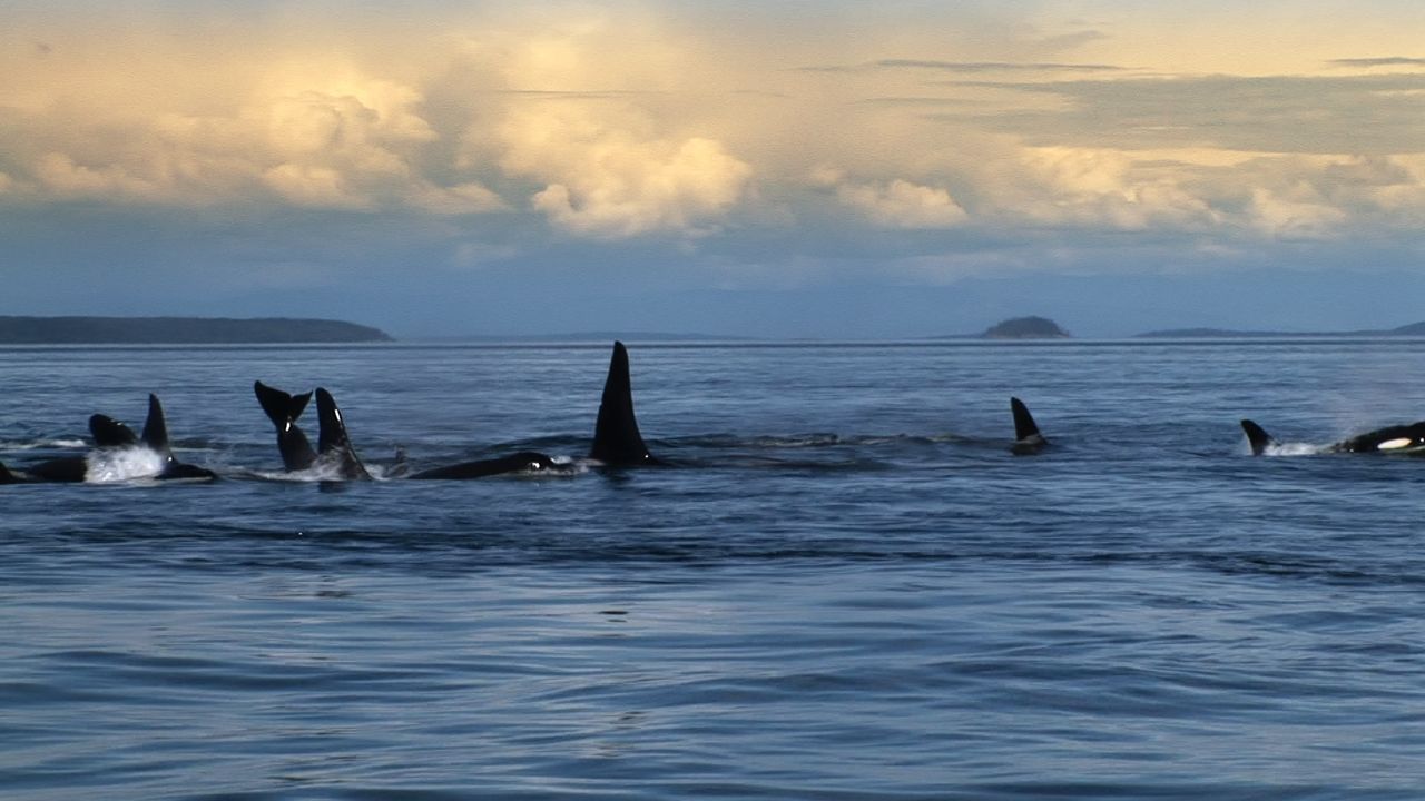 Blackfish Responds to SeaWorld's Latest Critique
