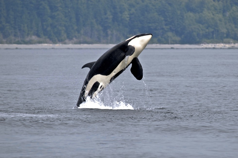 Harry Styles says don't go to SeaWorld