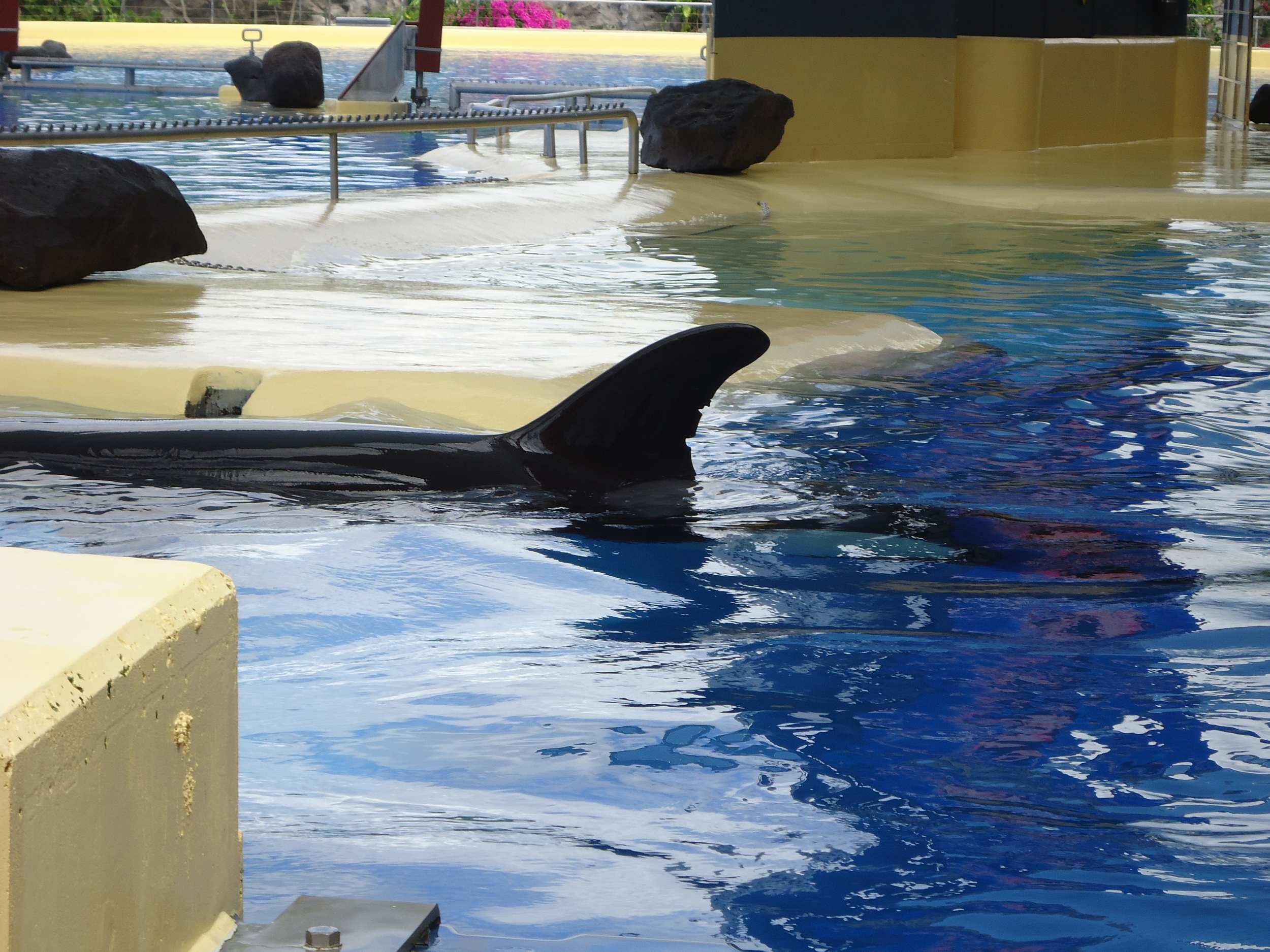 blackfish_28.JPG
